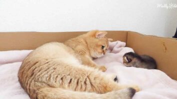 Mama cat and cute kitten