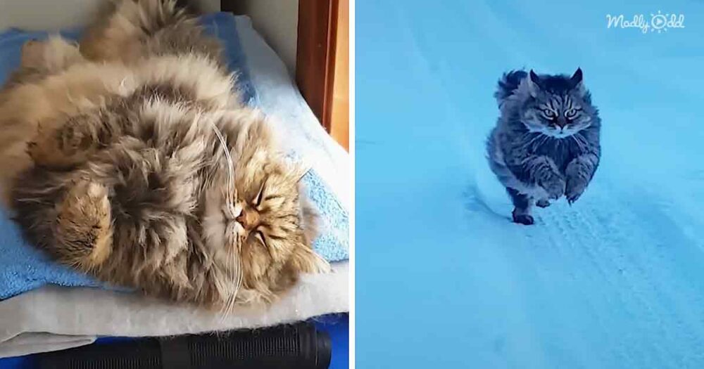 Adorable cat