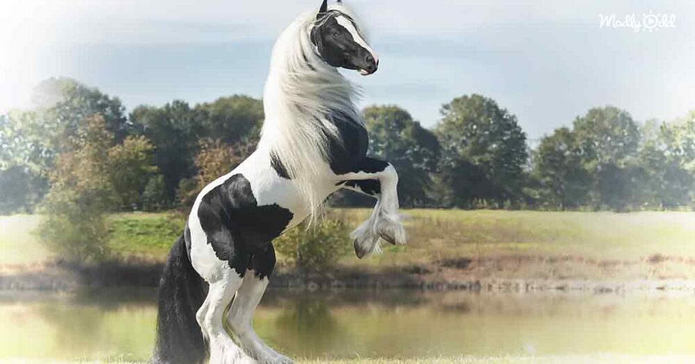 Gypsy Vanner horse