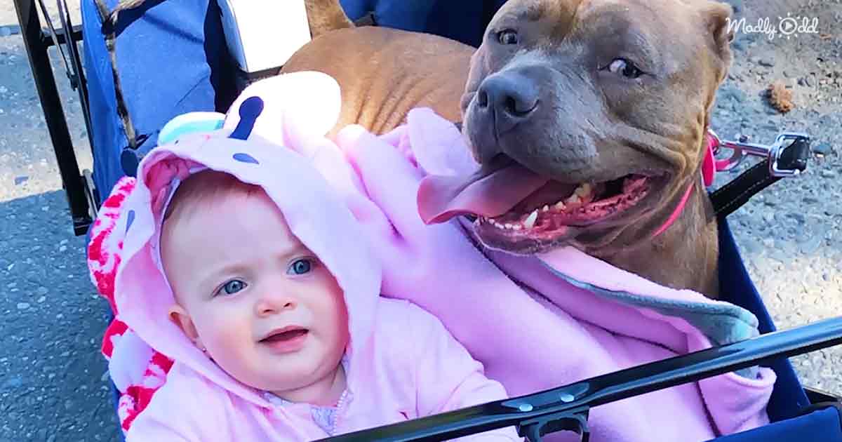Pittie pup that couldn't walk now chases around her little sister – Madly  Odd!