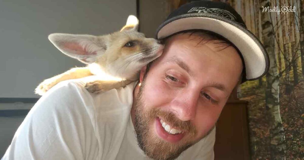 Pet fox and human dad