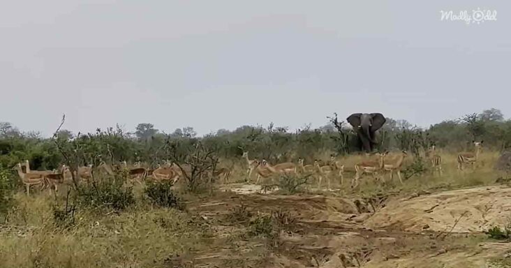 Elephant and impala herd