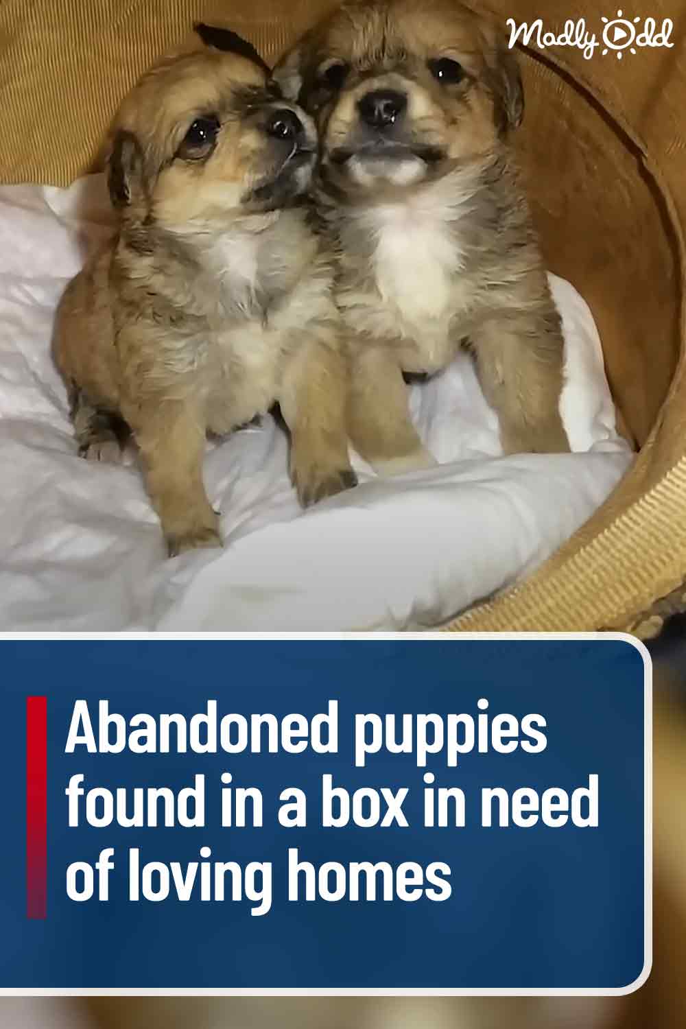 Abandoned puppies found in a box in need of loving homes