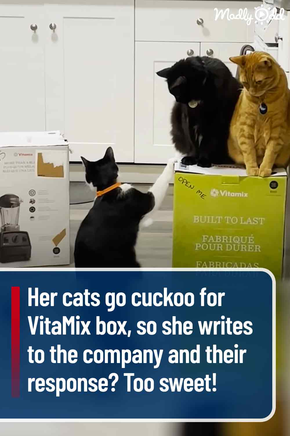 Her cats go cuckoo for VitaMix box, so she writes to the company and their response? Too sweet!