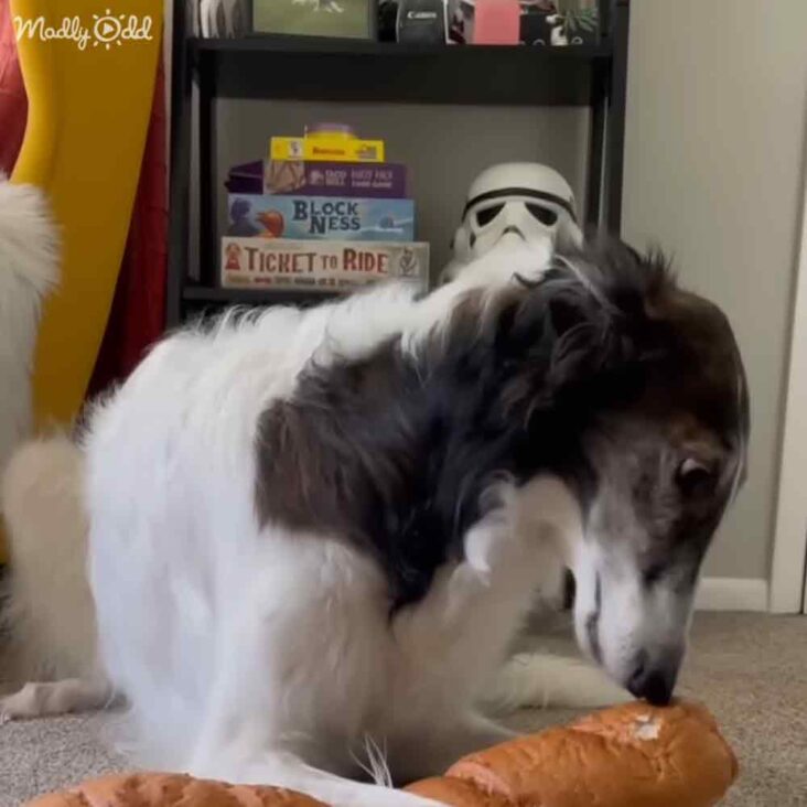 Dog the size of a horse has a personality to match Madly Odd!