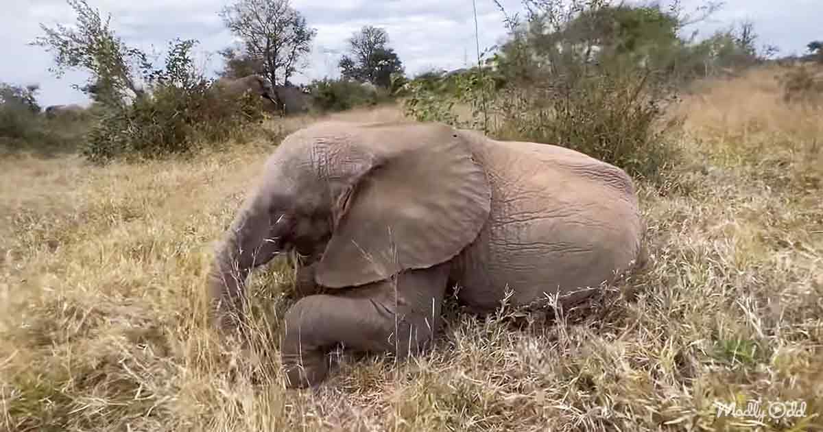 B1 Sleepy Baby Elephant Still Wants Snacks Even While Shes Lying Down