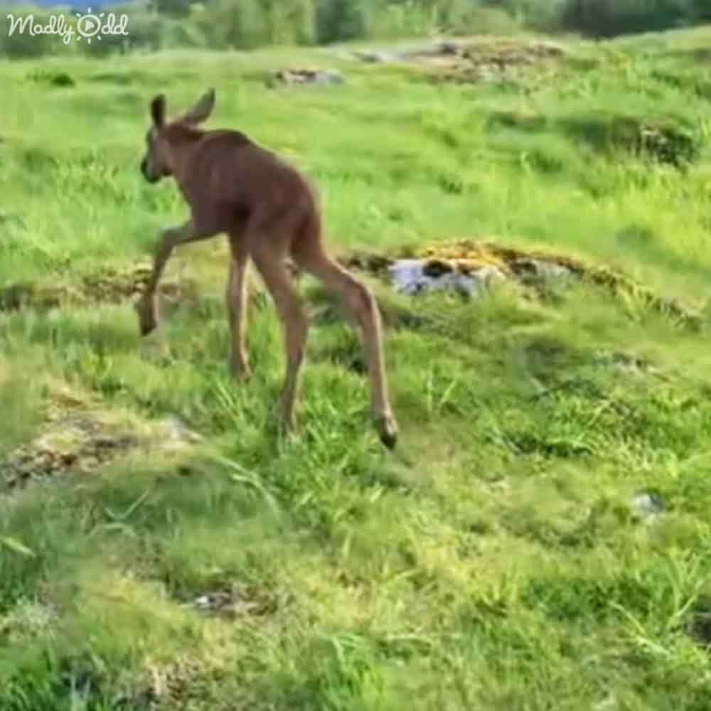 Orphaned baby moose