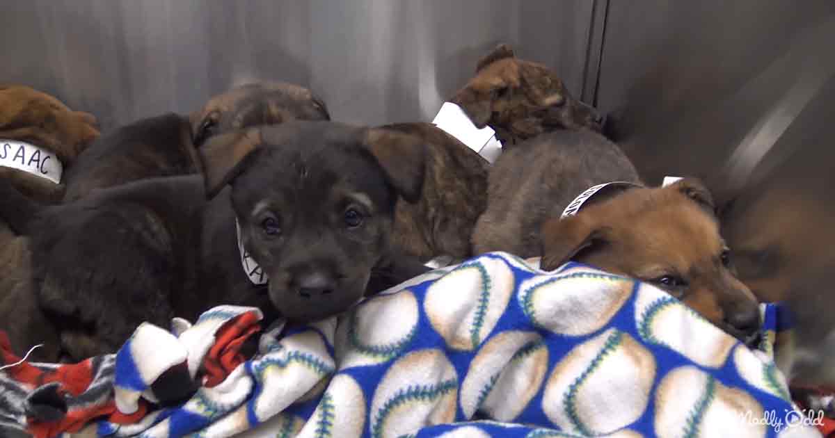 Rescuer saves scared puppies by crawling 18 feet into the earth – Madly ...