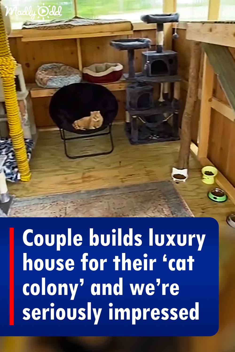 Couple builds luxury house for their ‘cat colony’ and we’re seriously impressed