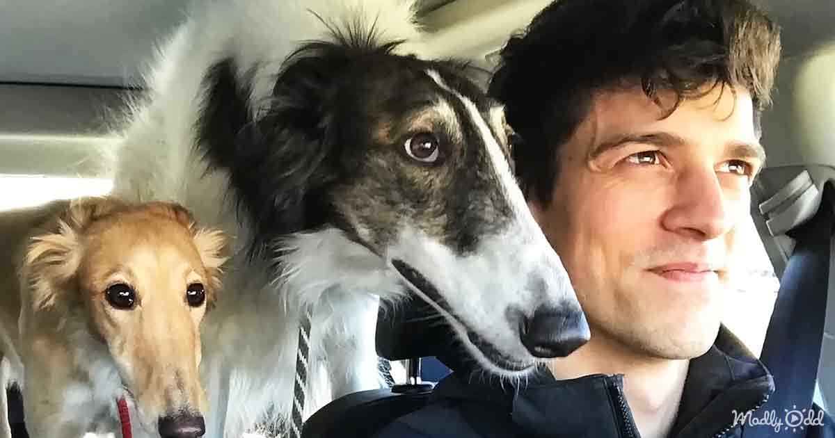 Dog the size of a horse has a personality to match Madly Odd!