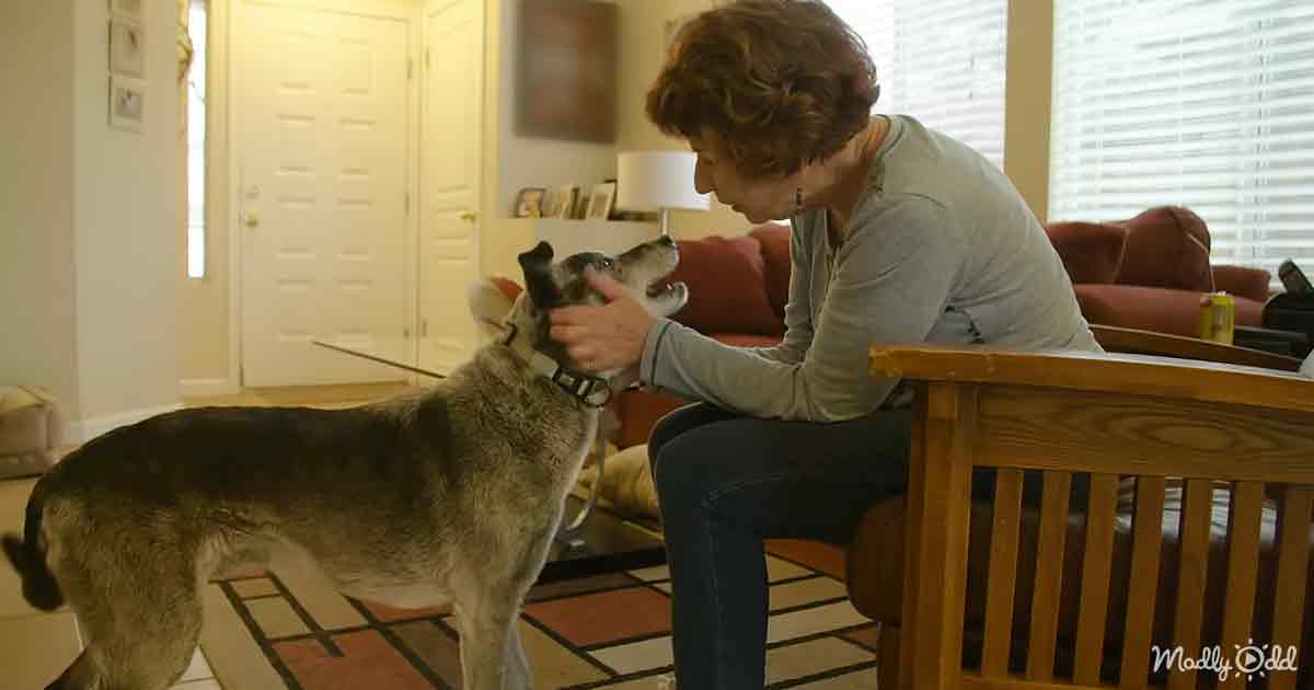 Senior dog finally finds his forever home after 19 long years