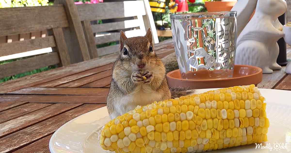Wild chipmunks enjoy some corn on the cob