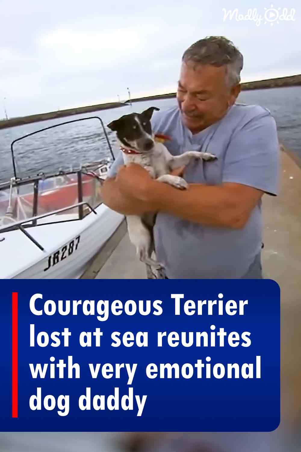 Courageous Terrier lost at sea reunites with very emotional dog daddy