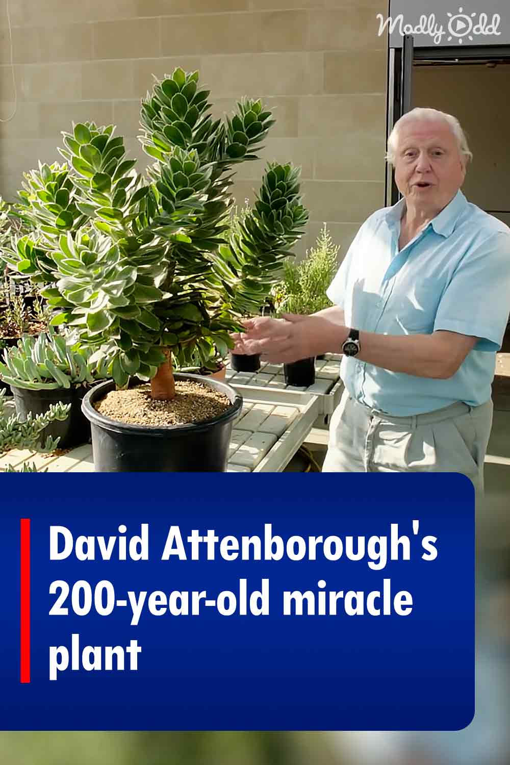 David Attenborough\'s 200-year-old miracle plant