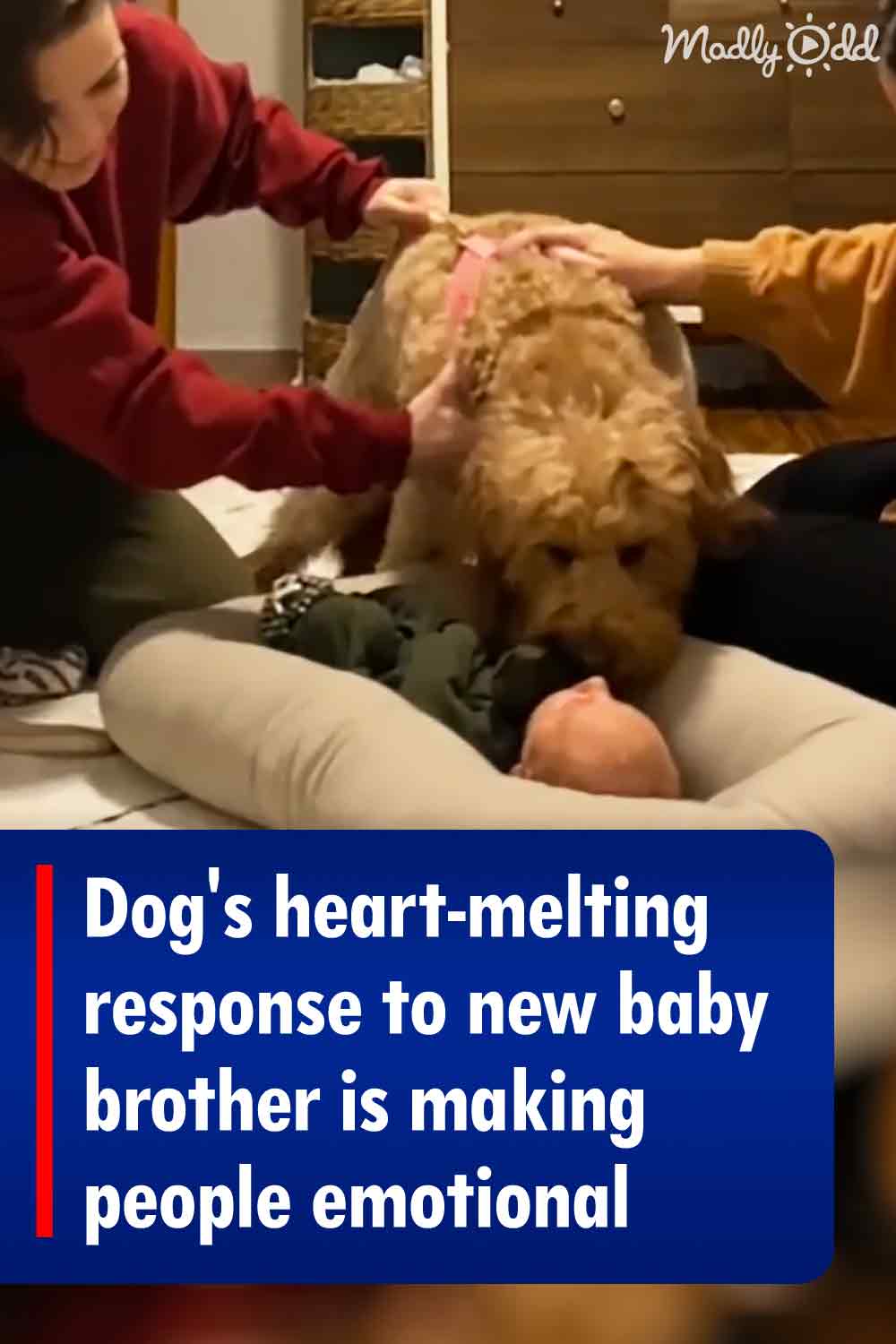 Dog\'s heart-melting response to new baby brother is making people emotional