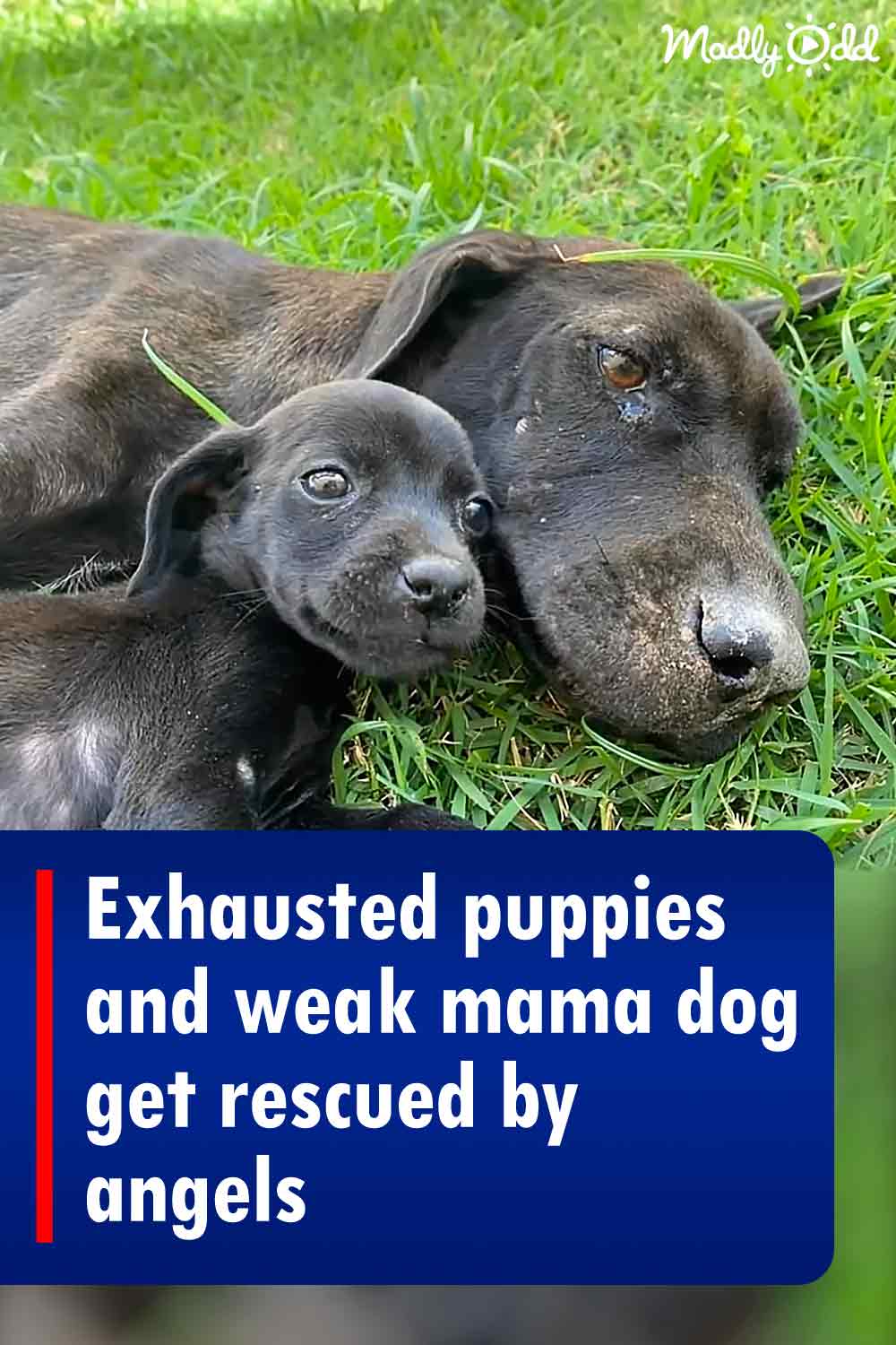 Exhausted puppies and weak mama dog get rescued by angels