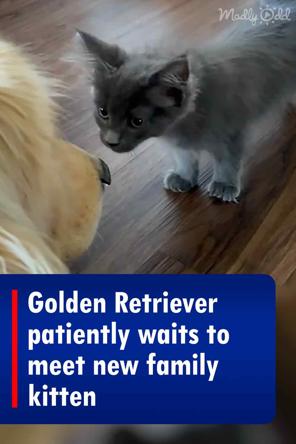 Golden Retriever patiently waits to meet new family kitten