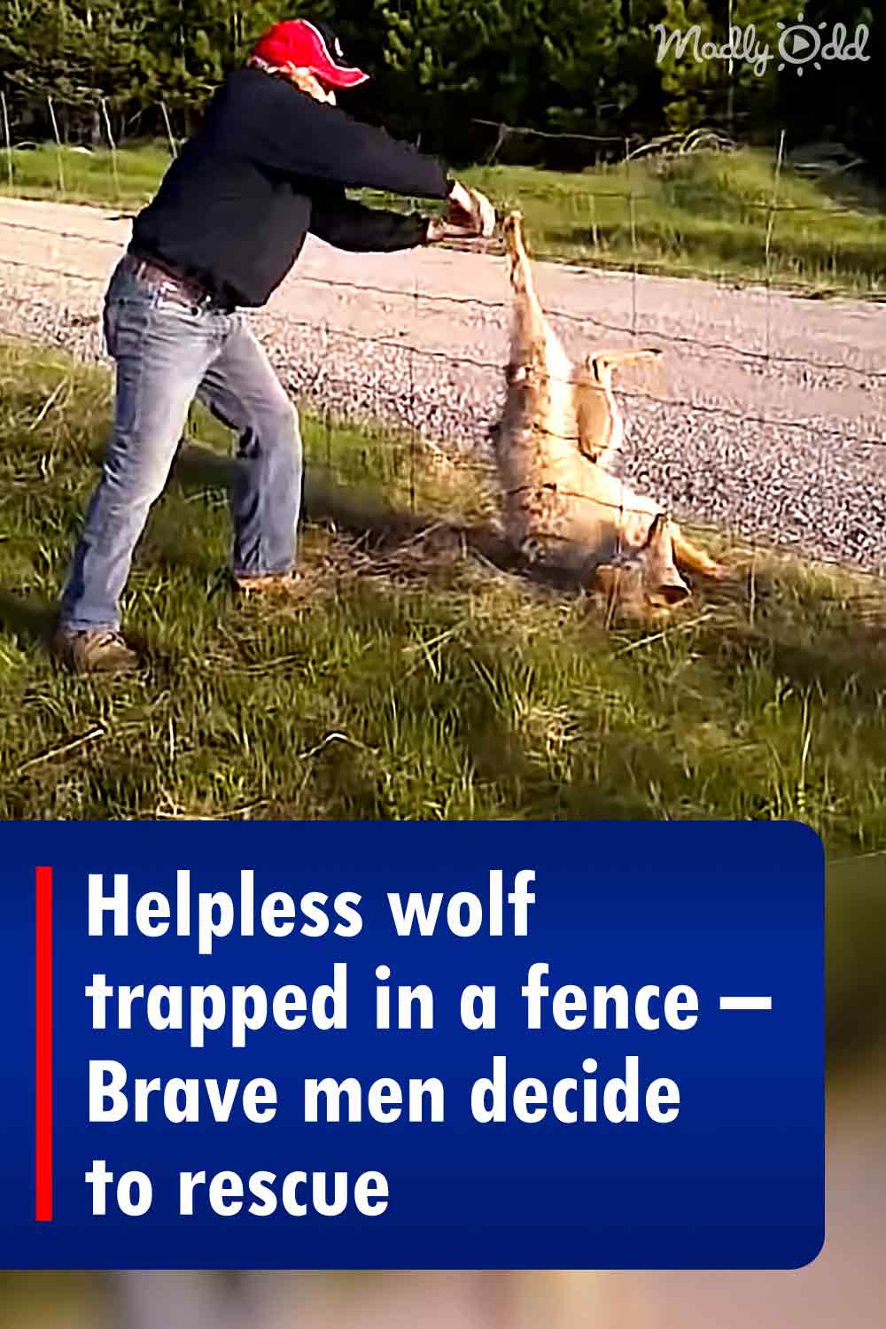 Helpless wolf trapped in a fence – Brave men decide to rescue