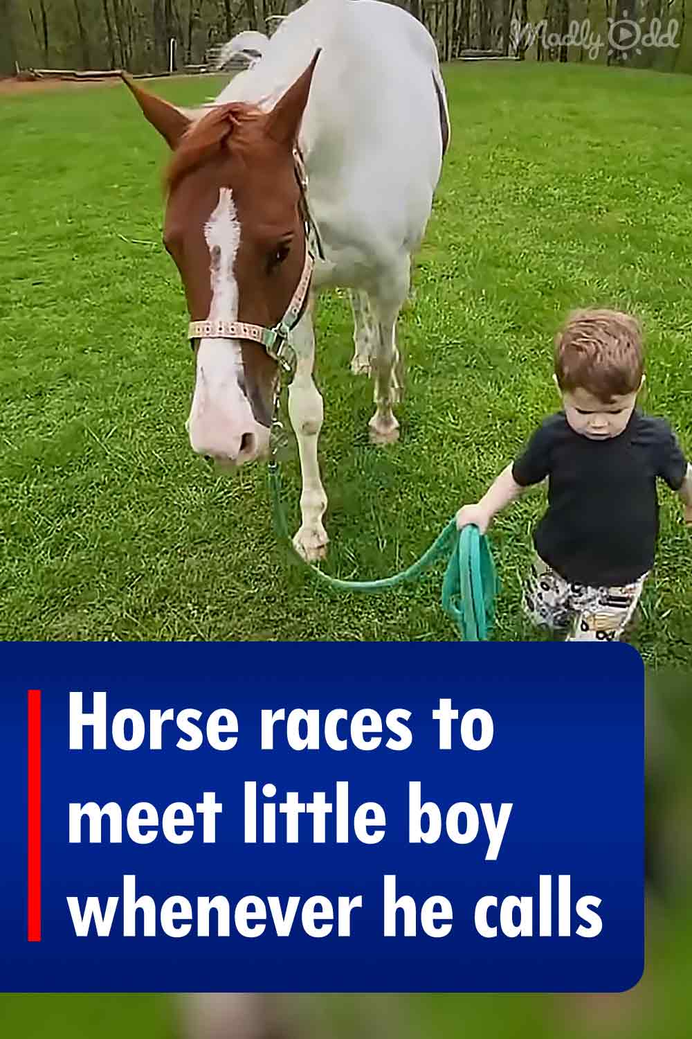 Horse races to meet little boy whenever he calls