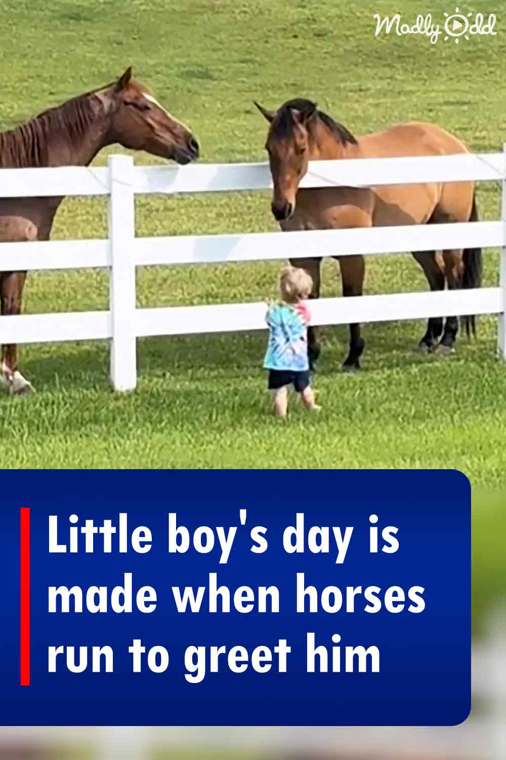 Little boy\'s day is made when horses run to greet him