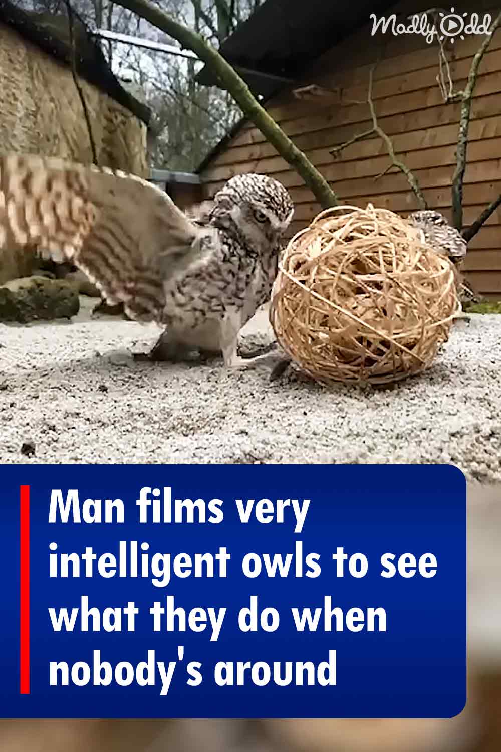 Man films very intelligent owls to see what they do when nobody\'s around