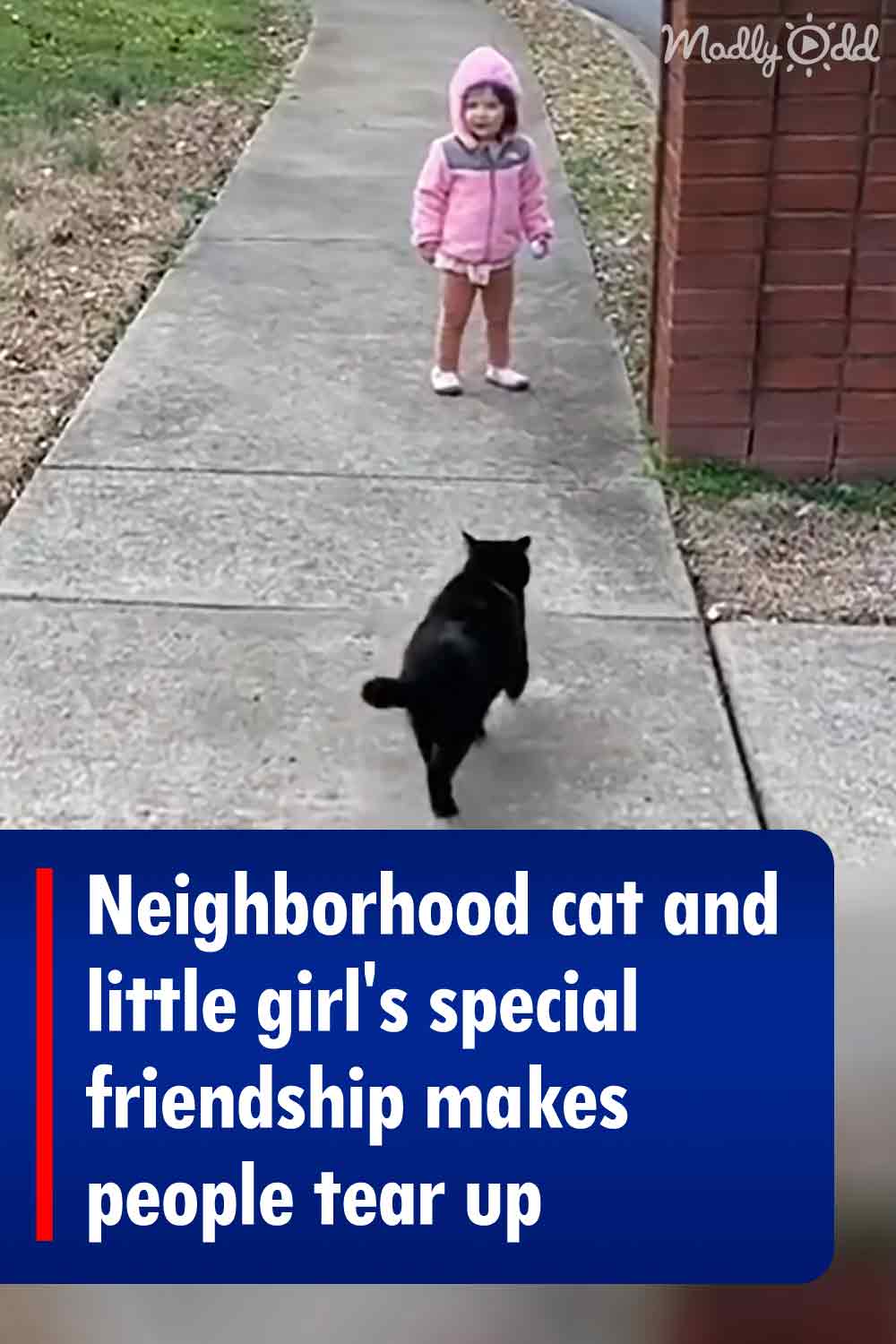 Neighborhood cat and little girl\'s special friendship makes people tear up