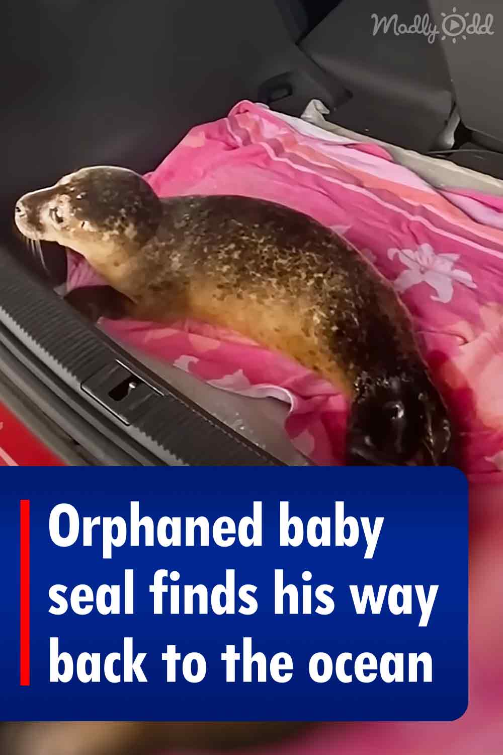 Orphaned baby seal finds his way back to the ocean