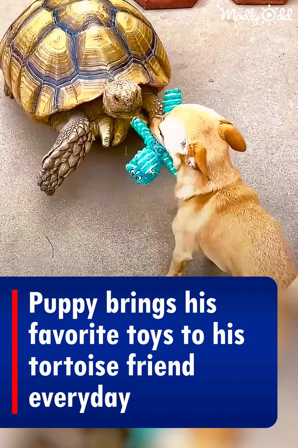 Puppy brings his favorite toys to his tortoise friend everyday