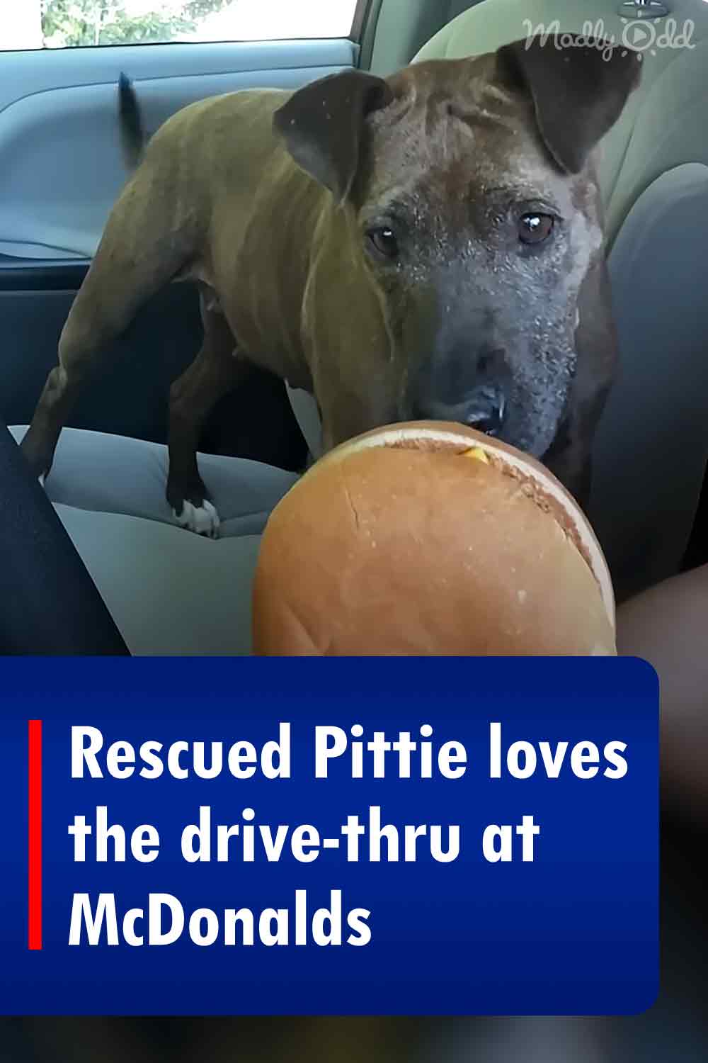 Rescued Pittie loves the drive-thru at McDonalds