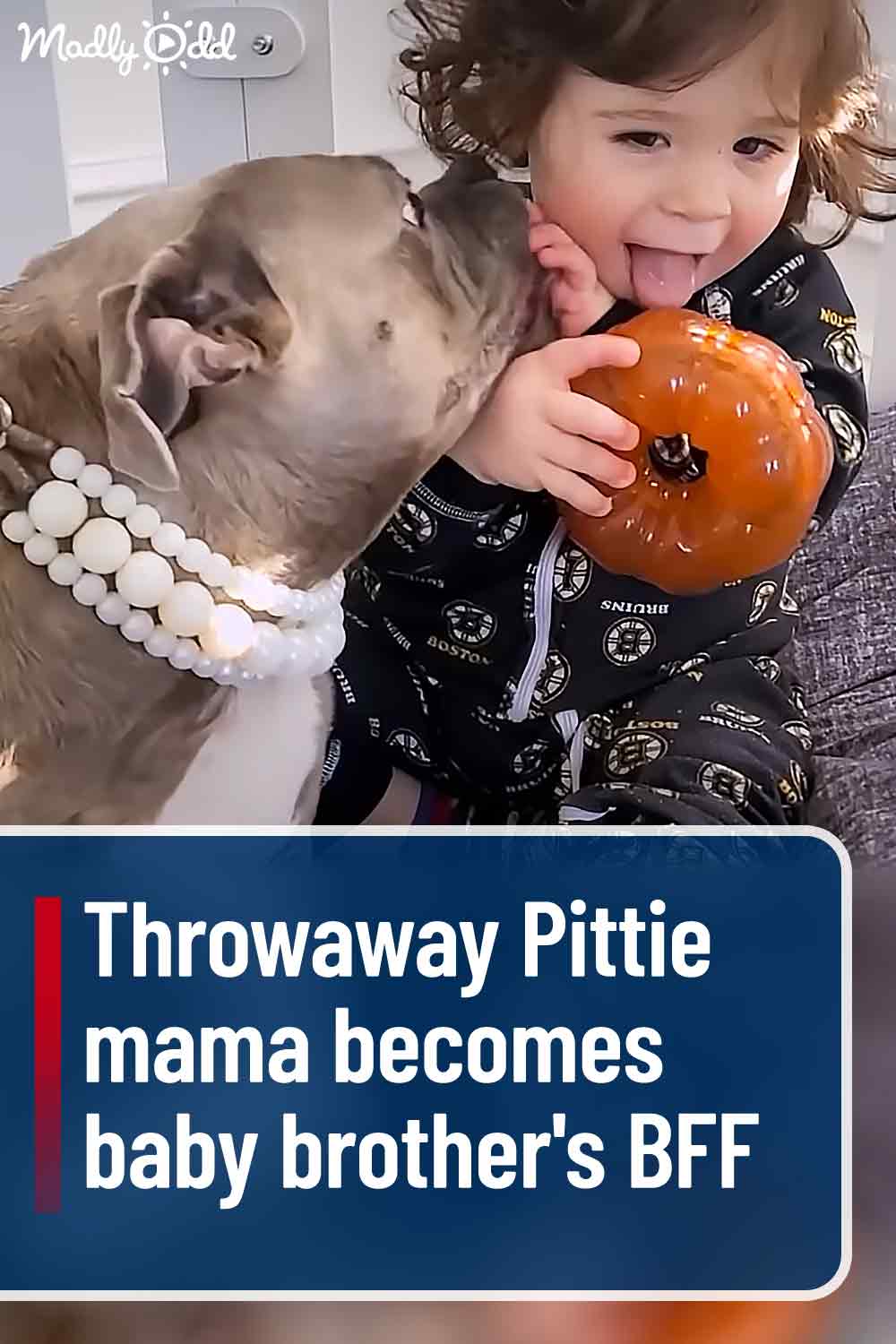 Throwaway Pittie mama becomes baby brother\'s BFF