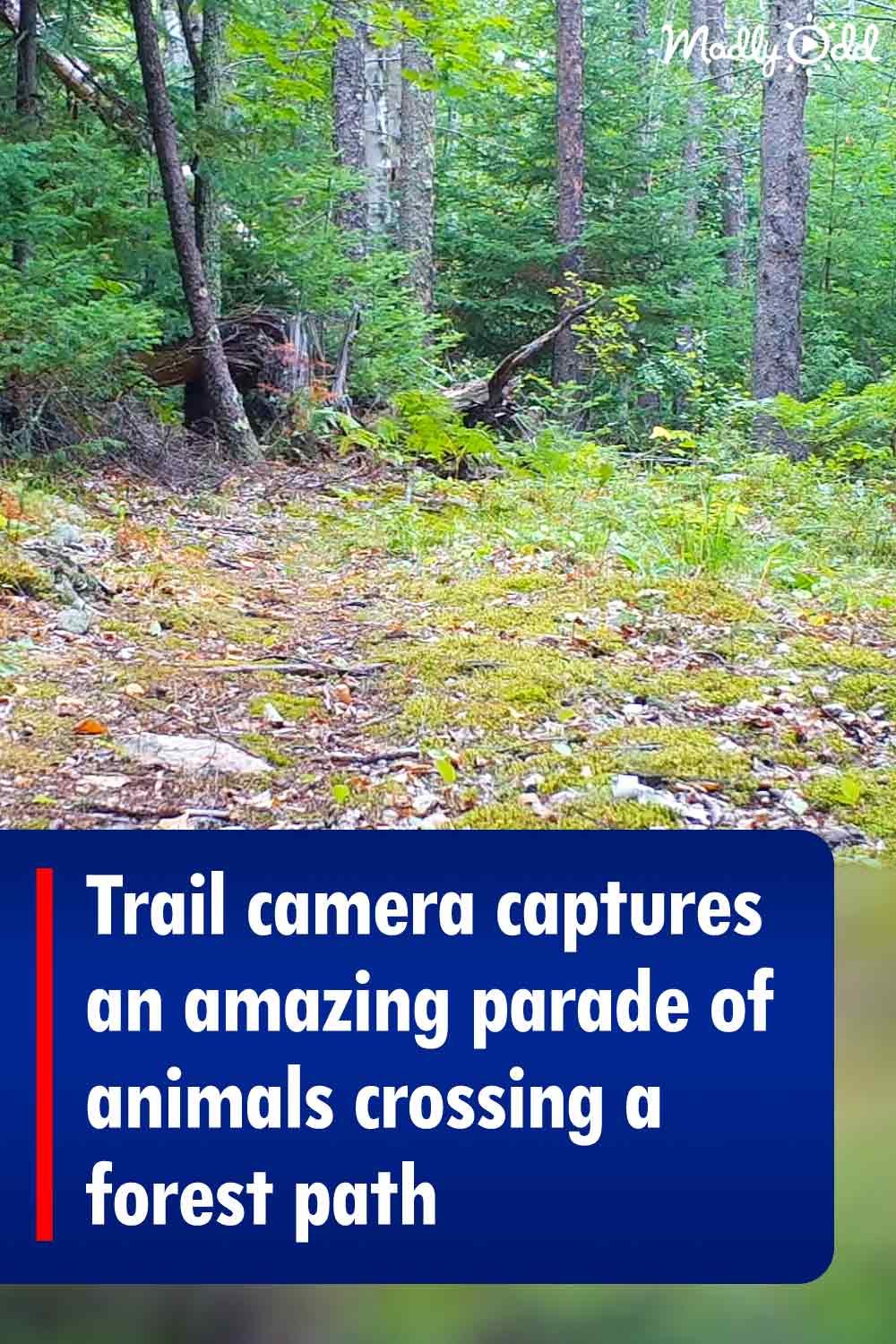 Trail camera captures an amazing parade of animals crossing a forest path