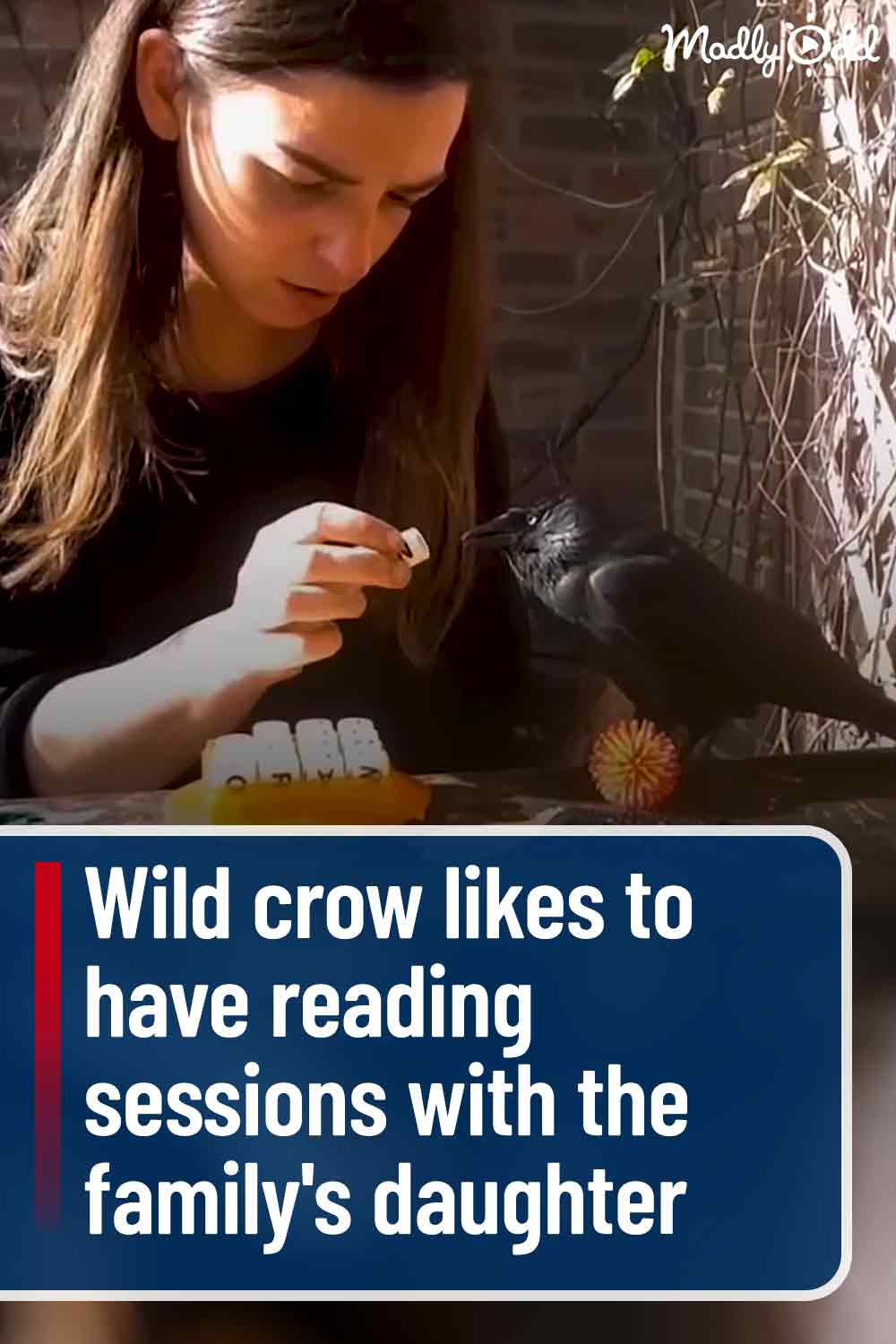 Wild crow likes to have reading sessions with at this family\'s home