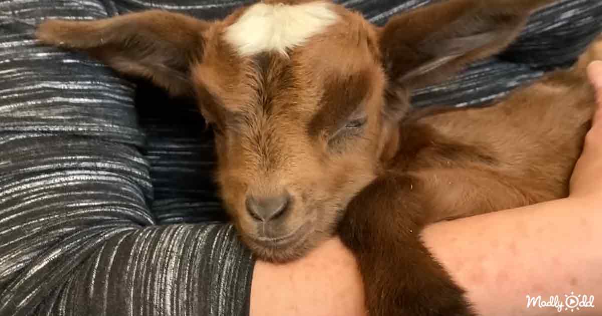 Baby rescue goat