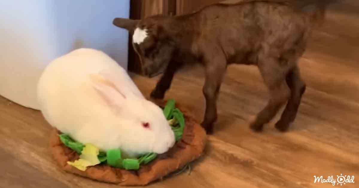 Baby rescue goat and bunny