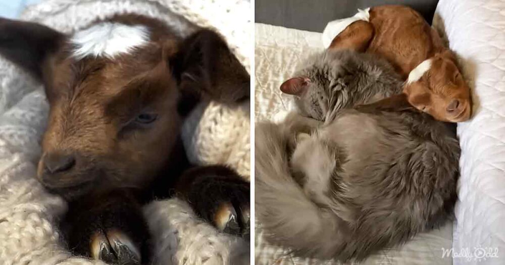 Baby rescue goat and cat