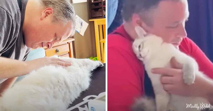 Dog-loving husband talks wife into adopting a stressed cat – Madly Odd!