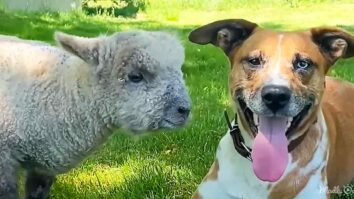 Dog and baby lamb