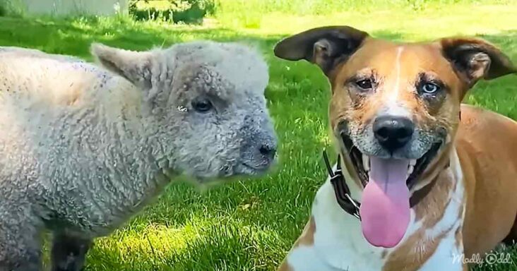 Dog and baby lamb