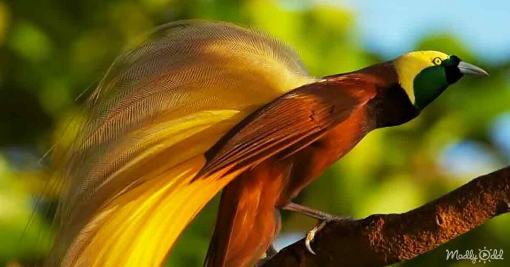 Beautiful bird