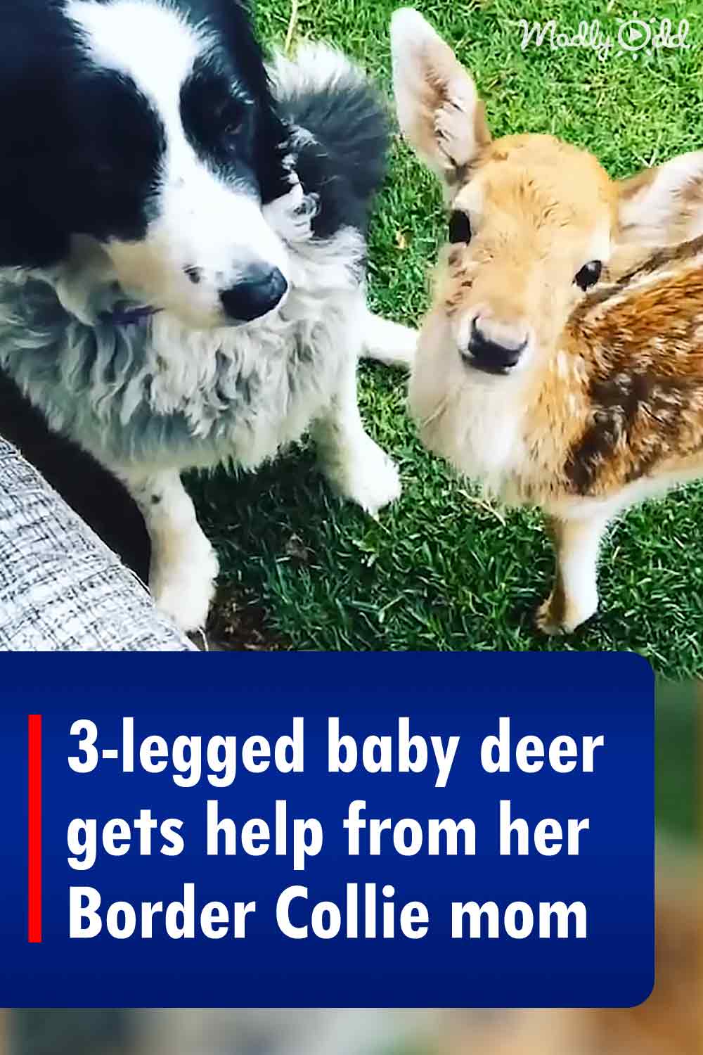 3-legged baby deer gets help from her Border Collie mom