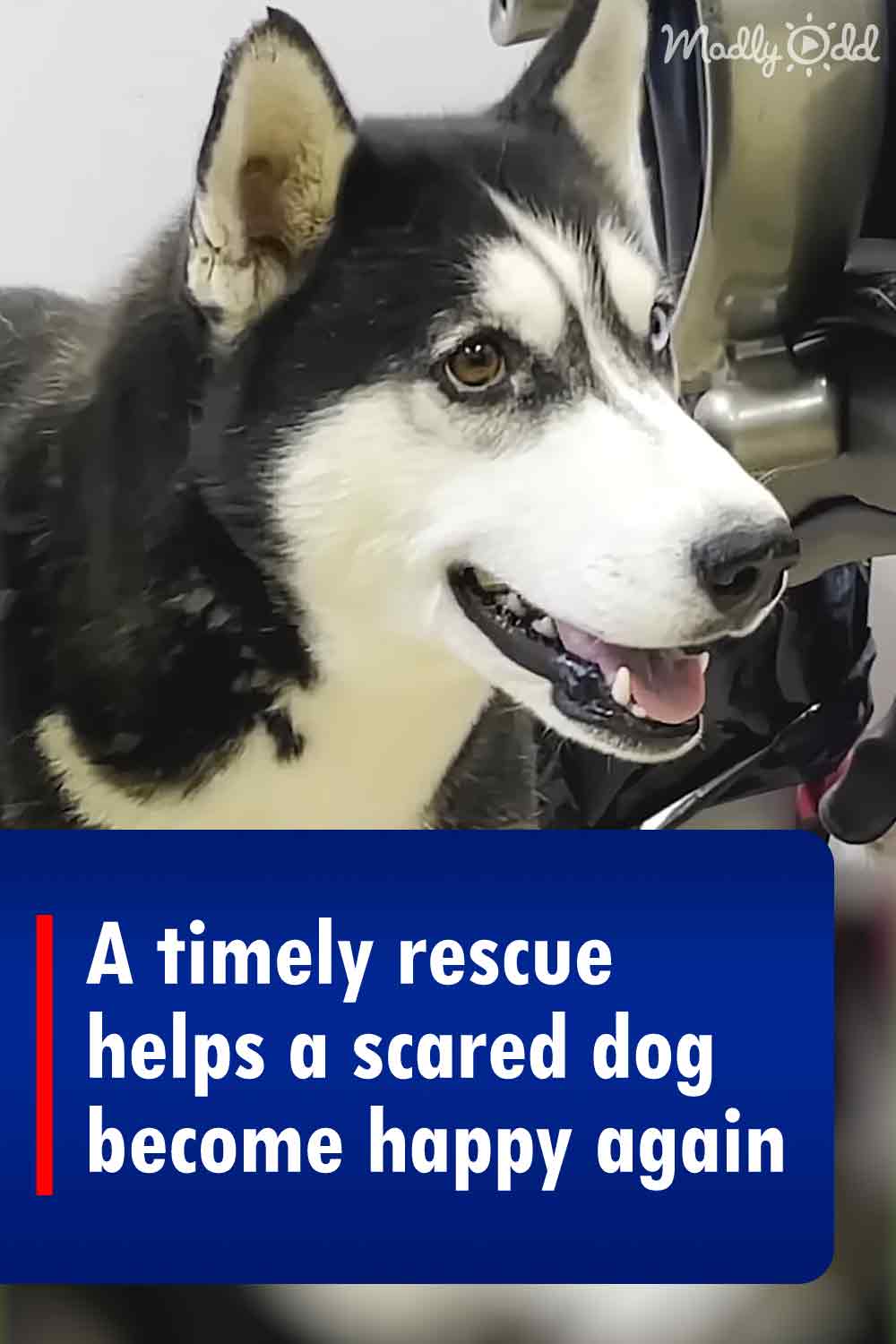 A timely rescue helps a scared dog become happy again