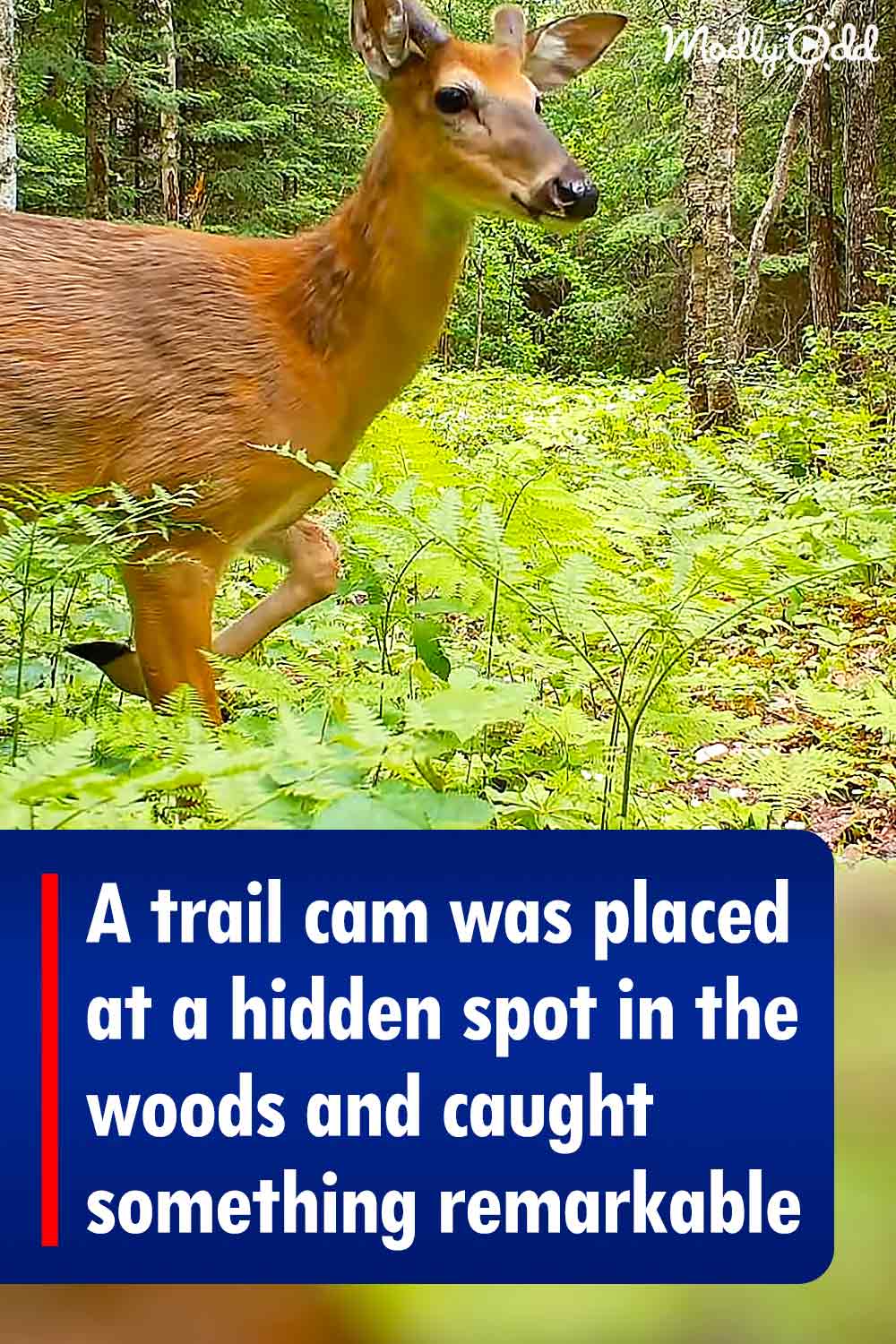 A trail cam was placed at a hidden spot in the woods and caught something remarkable