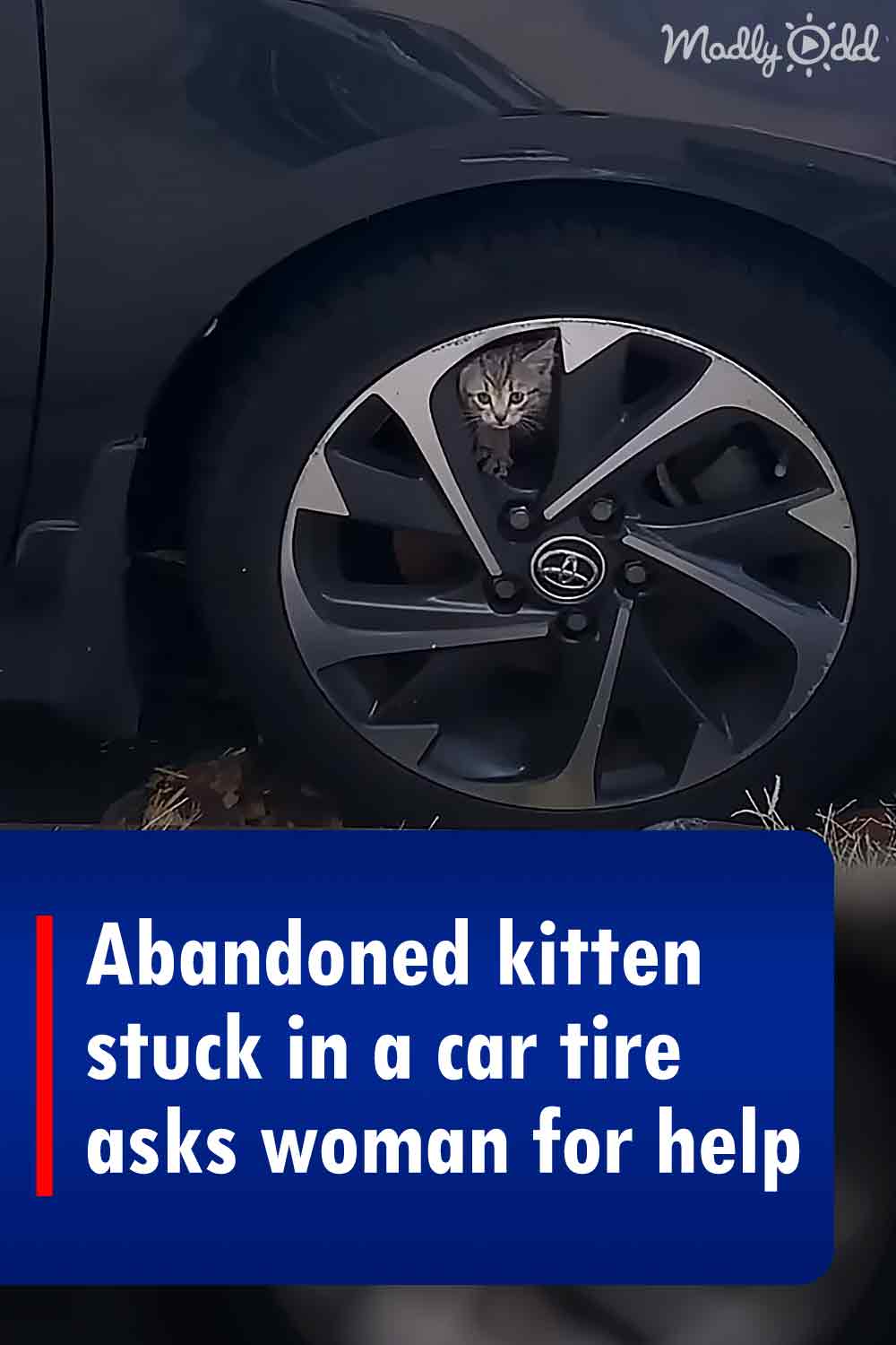 Abandoned kitten stuck in a car tire asks woman for help