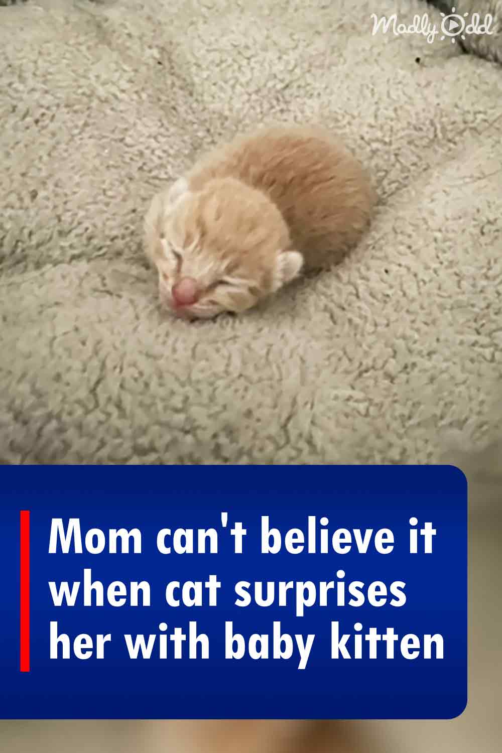 Mom can\'t believe it when cat surprises her with baby kitten