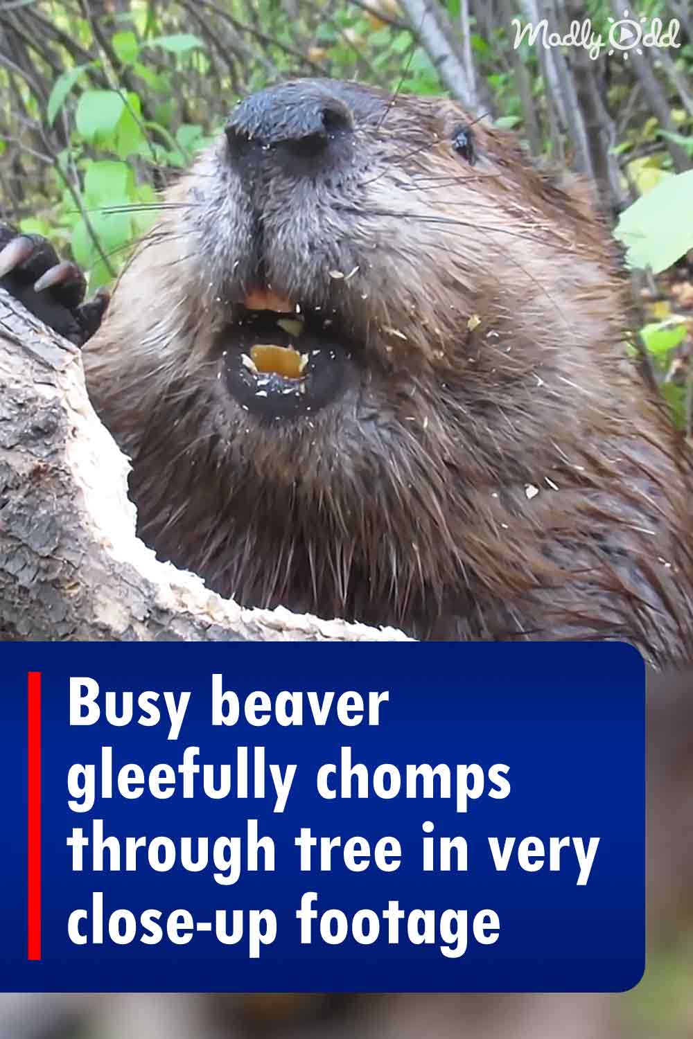 Busy beaver gleefully chomps through tree in very close-up footage