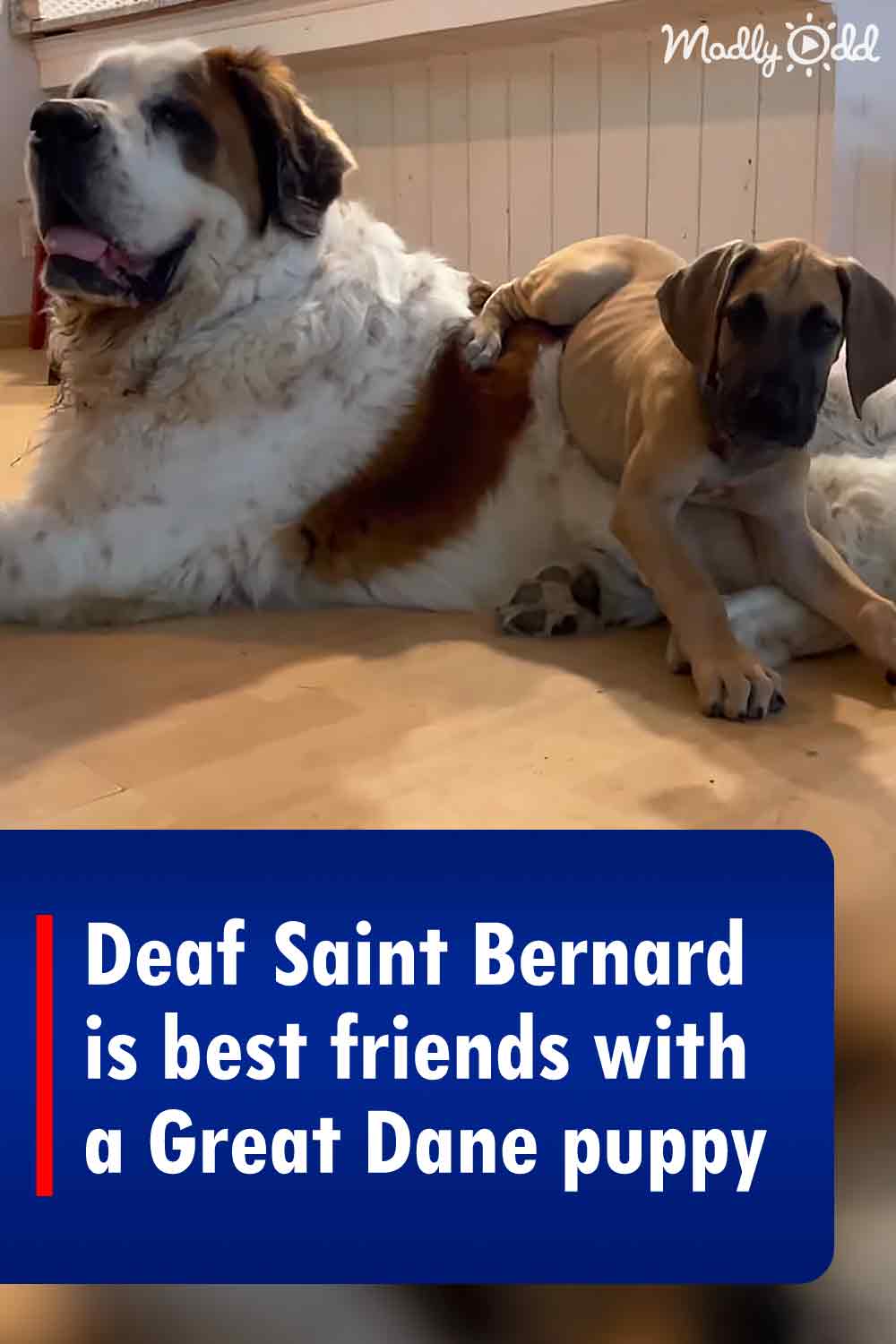 Deaf Saint Bernard is best friends with a Great Dane puppy