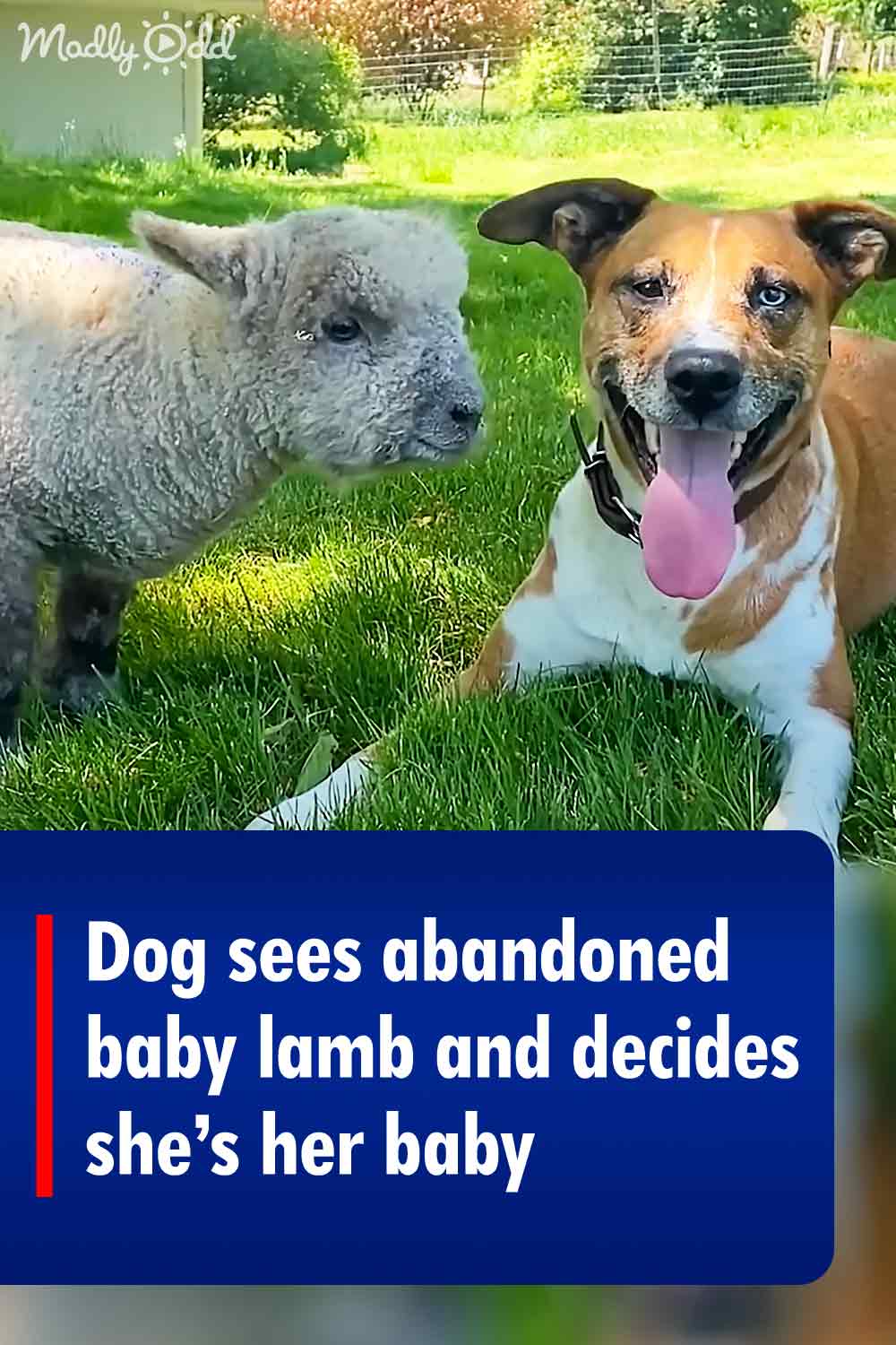 Dog sees abandoned baby lamb and decides she’s her baby