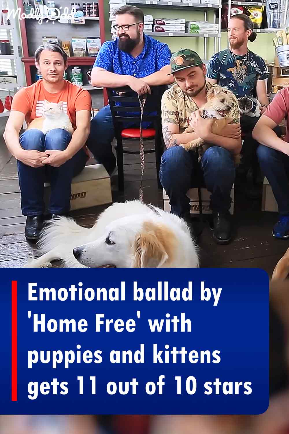 Emotional ballad by \'Home Free\' with puppies and kittens gets 11 out of 10 stars