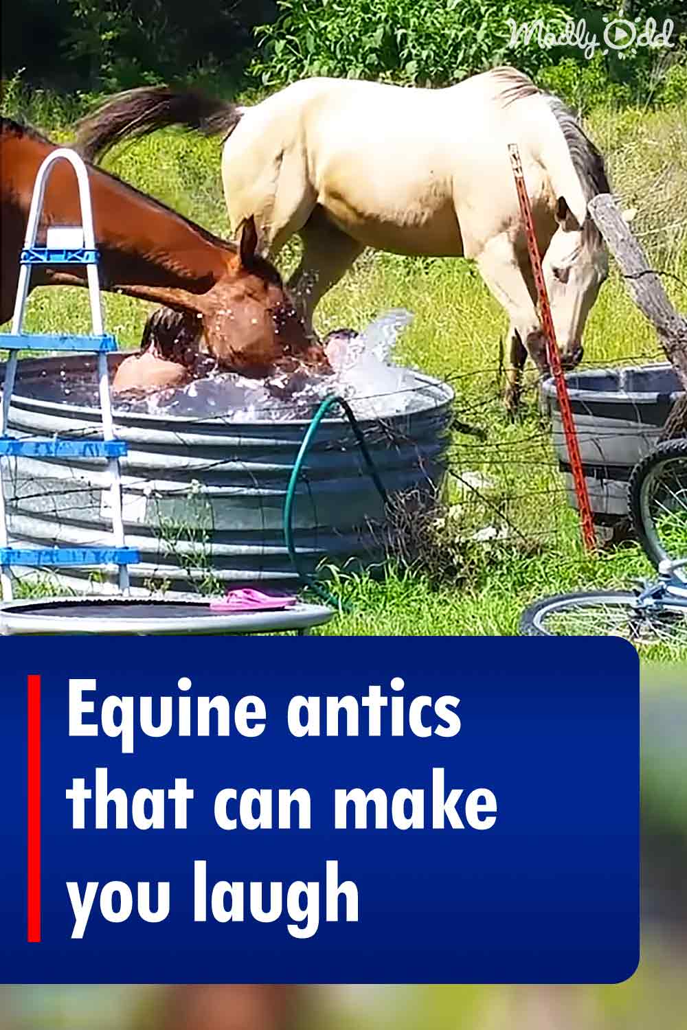 Equine antics that can make you laugh