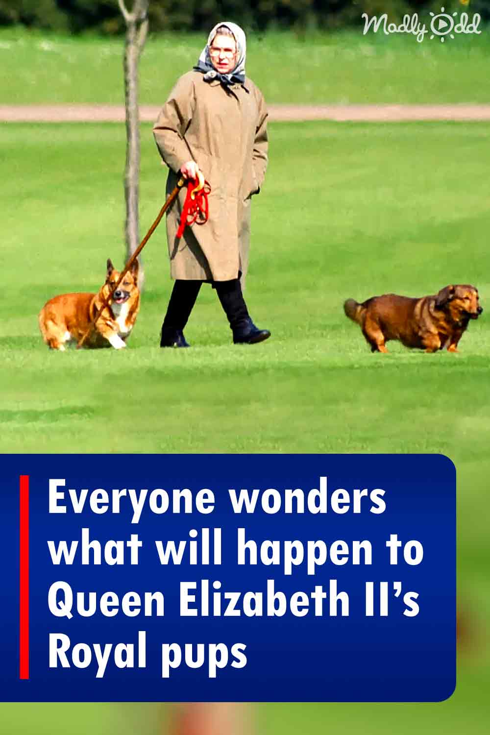 Everyone wonders what will happen to Queen Elizabeth II’s Royal pups